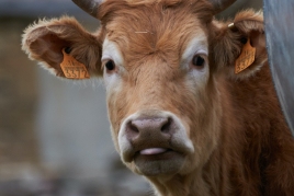 Fira del Bestiar de la Vall de Ribes i de la Vaca Bruna dels…