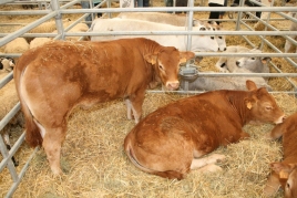 Feria de Sant Isidre en Solsona