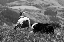Gure Sheepdog Trial 2023