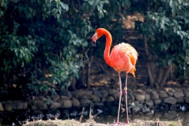 The Visit of the Flamingos in MónNatura Delta de l'Ebre