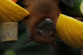 Night of Bats in Fogars de la Selva