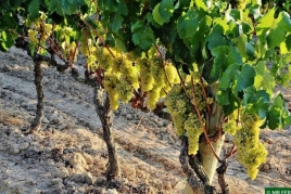 Paseo entre viñedos y visita al obrador de mermeladas de uva…