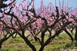 Guided walk in Blooming Time in the land of the Ordal Peach