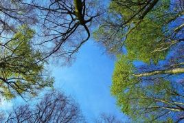 21 de marzo, Día Mundial del Árbol