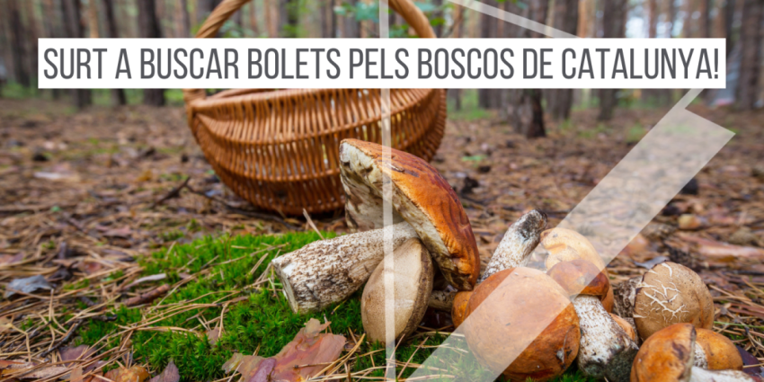 buscar-bolets-a-catalunya