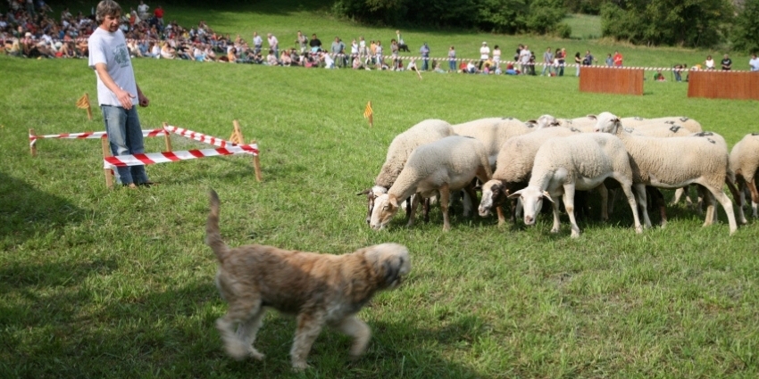 concurs-de-gossos-datura-i-la-fira-de-lovella