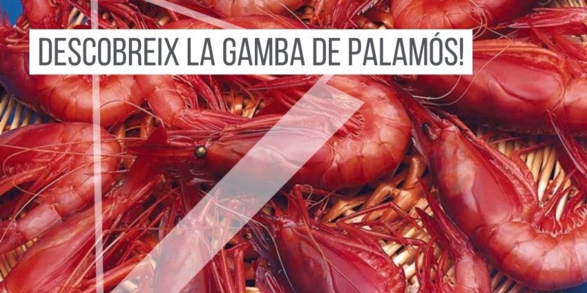 descobrint-la-gamba-palamos