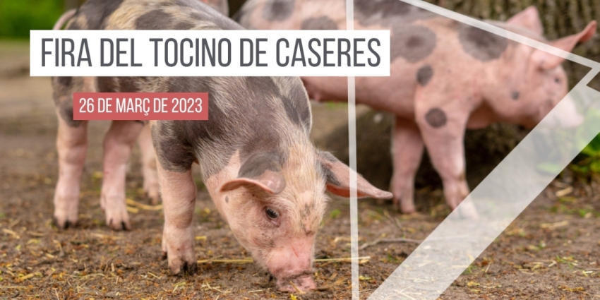 fira-del-tocino-de-caseres