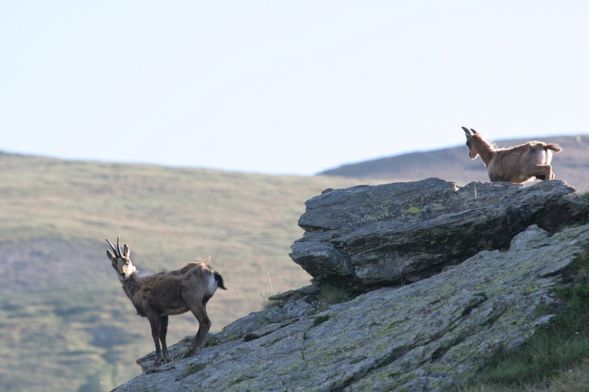 A Pas d'Isard (Cabirols)