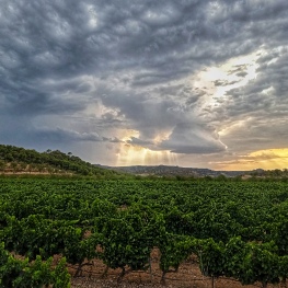 Celler Altavins