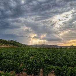 Celler Altavins