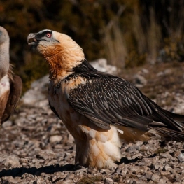 Espai Natura Muntanya d’Alinyà