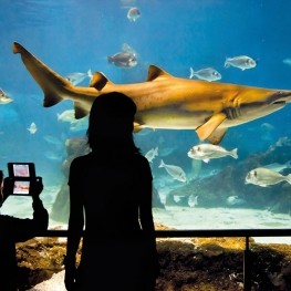 L' Aquàrium de Barcelona