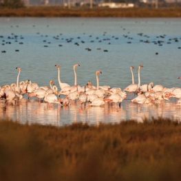 MónNatura Delta de l'Ebre