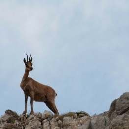 Get to know the native fauna of Catalonia