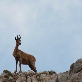 Conoce la fauna autóctona de Cataluña