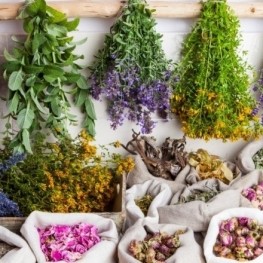 Natural cosmetics and medicinal plants in Catalonia