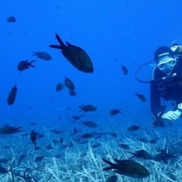 We dive along the Catalan coast