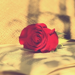 Sant Jordi, la Journée du livre et des roses en Catalogne 2025