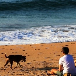 Las mejores playas de Cataluña para ir con perros