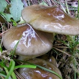 Il part à la recherche de champignons dans les forêts de Catalogne