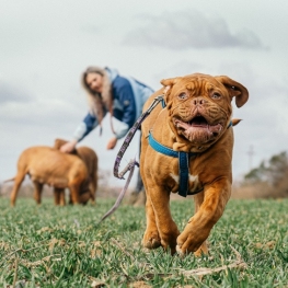 Pet tourism