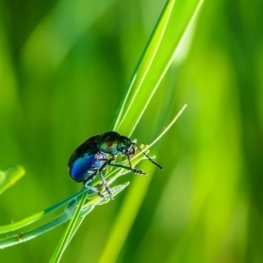 Natura, flora i fauna