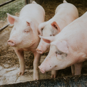 La matança del porc a Catalunya