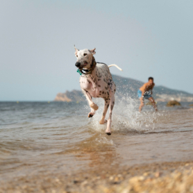 Les meilleures plages acceptant les animaux de compagnie en&#8230;