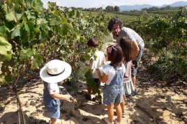 Experience the 2025 Cava Harvest: 10 Years of Tradition, Cava,…