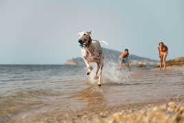 Les meilleures plages acceptant les animaux de compagnie en…