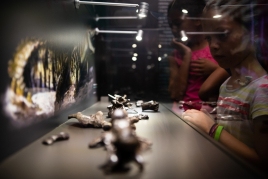 Raffle: 4 family tickets to visit the Fumanya Dinosaur Interpretation…