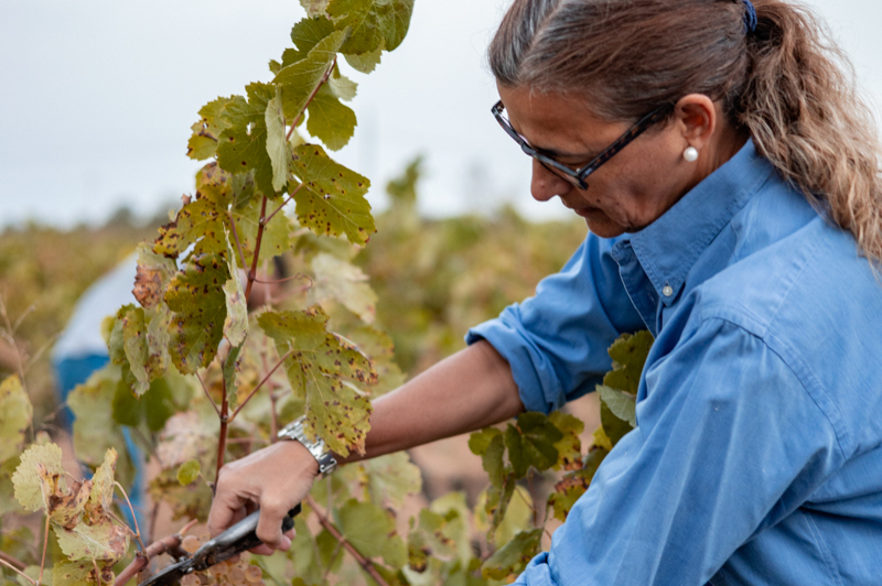 Après-midi Vendanges: Dégustation à aveugle, musique live et gastronomie (3 Maite Esteve)