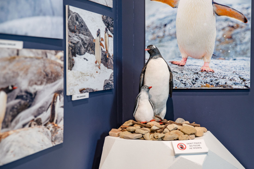 Expedición a la Antártida en CG Gallery Lloret (01 Gallery 3)