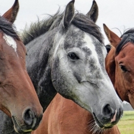 Wine tourism and horseback riding at the Miquel Jané Winery