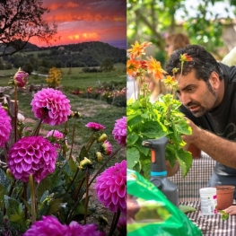 Atelier de plantation de dahlias à Niudalia