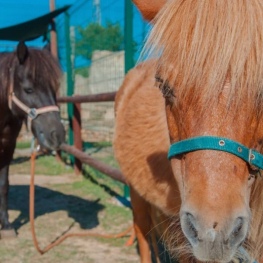 Black Friday Serra de Prades! Accommodation + free pony ride!
