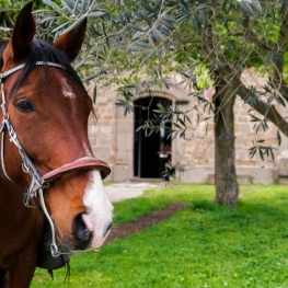 Lluçanès sur cheval