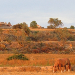 Puente del Pilar, 3 days to discover La Segarra, are you in?