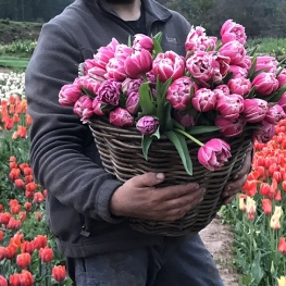 Espace floral de +100 000 tulipes à Niudalia