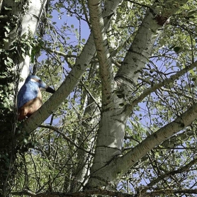 Ruta Juego Animalitos hacia el Gorg de Calders