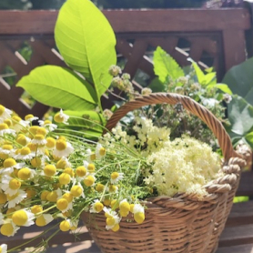 Herbes de ratafia au Jardin Botanique de Gombrèn