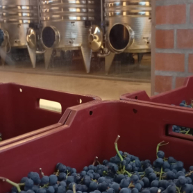 Per verema vine a clos pachem