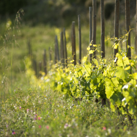 Come to Clos Pachem on International Grenache Day!