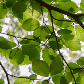 Visite guidée: Les Arbres de Llançà, itinéraire du Port