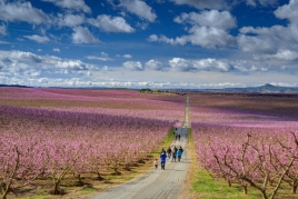 Los melocotoneros en flor de Aitona. El mar de flores Rosadas,…