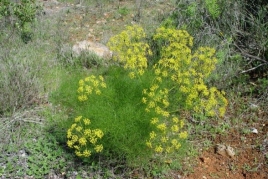 Plantes remeieres a Cardedeu: Passejada natural