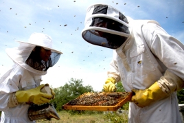 Expérience apicole à Mont-Rebei