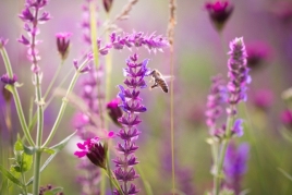 Les secrets des abeilles et du miel chez Montblanc