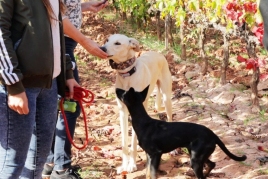 Walk through the vineyards with your pet at Celler Masroig